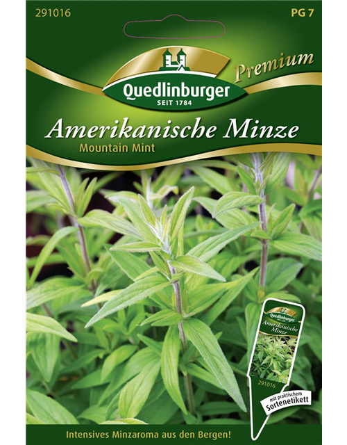 Amerikanische Minze-Samen 'Mountain Mint'