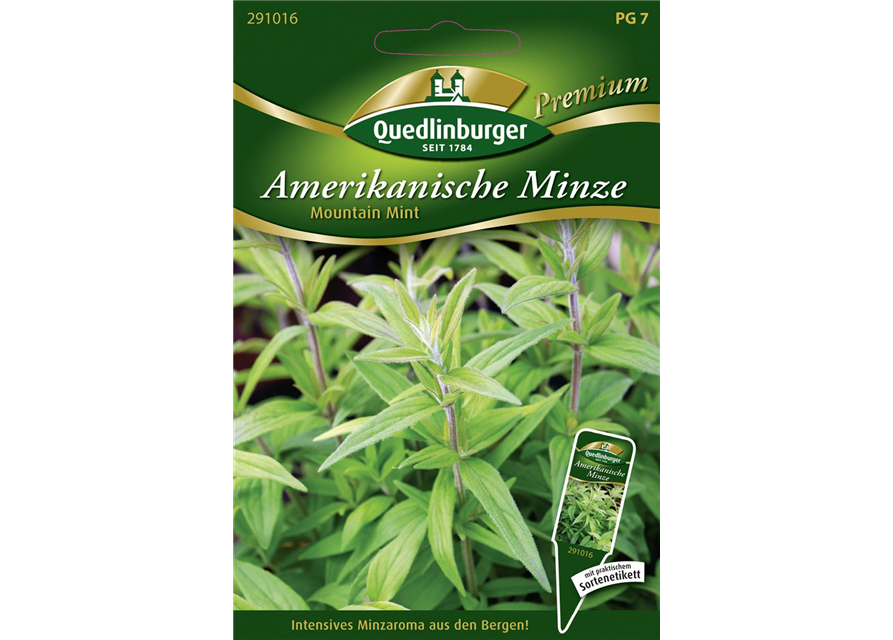 Amerikanische Minze-Samen 'Mountain Mint'