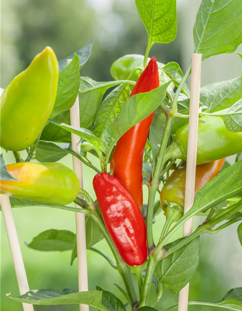 Snack-Paprika-Samen