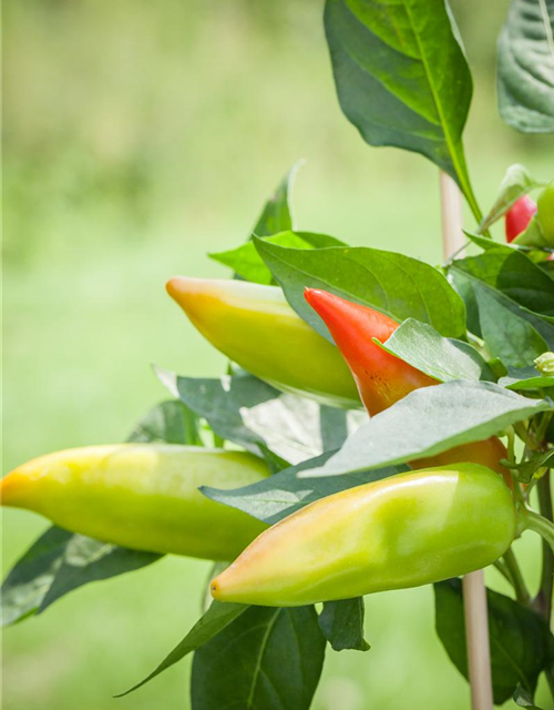 Snack-Paprika-Samen