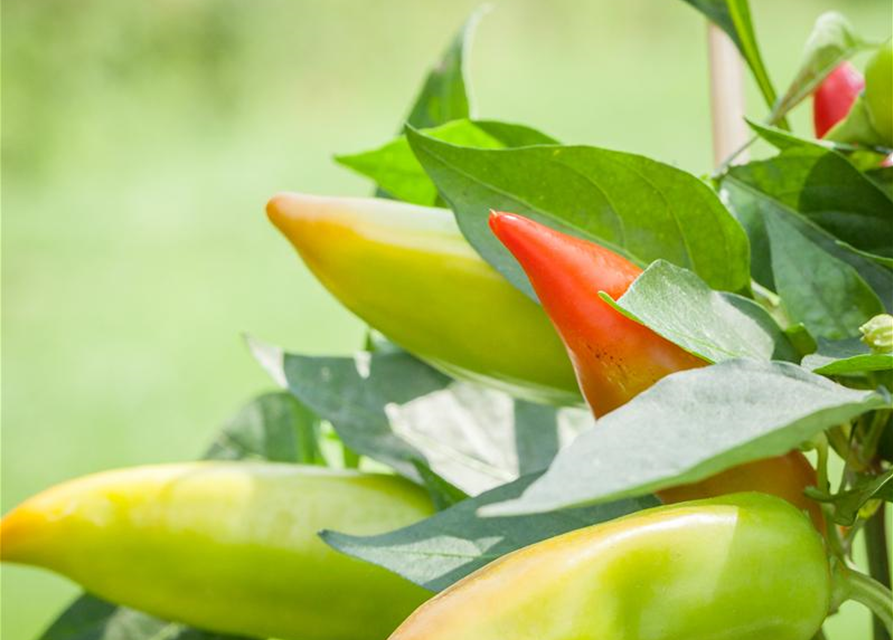 Snack-Paprika-Samen