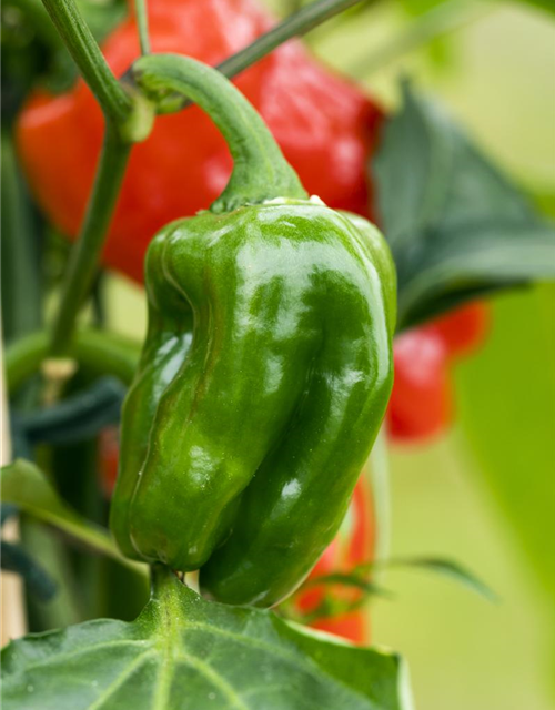 Snack-Paprika-Samen