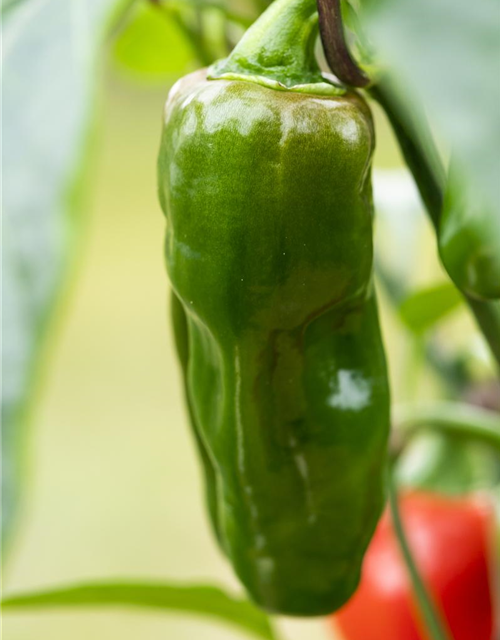 Snack-Paprika-Samen