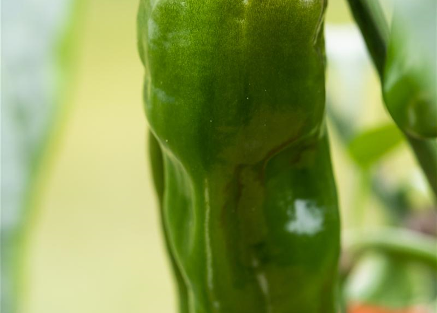 Snack-Paprika-Samen