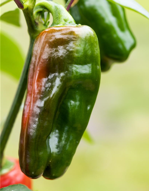 Snack-Paprika-Samen