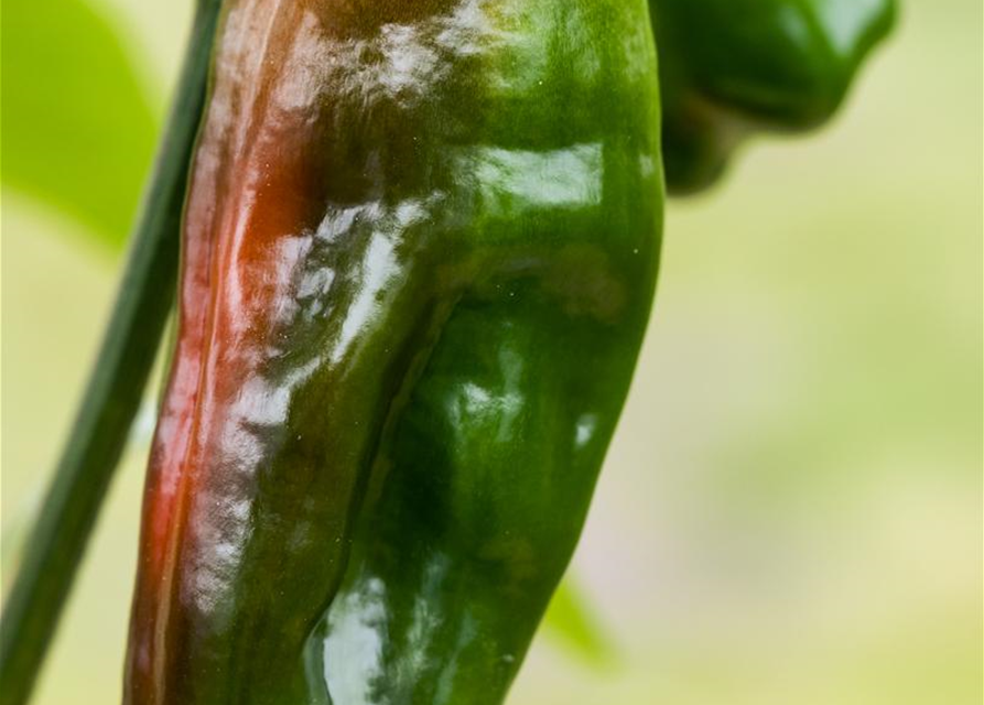 Snack-Paprika-Samen