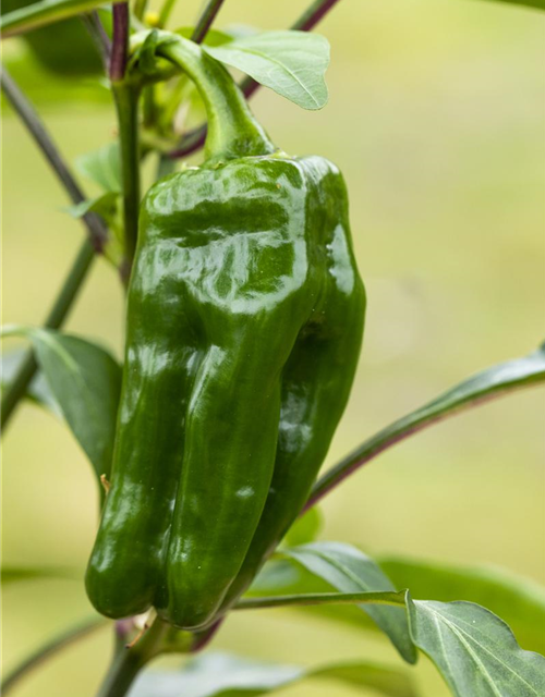 Snack-Paprika-Samen