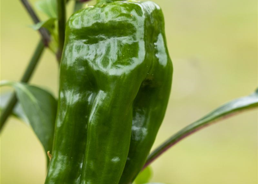 Snack-Paprika-Samen