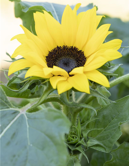 Sonnenblumennsamen 'Eversun'