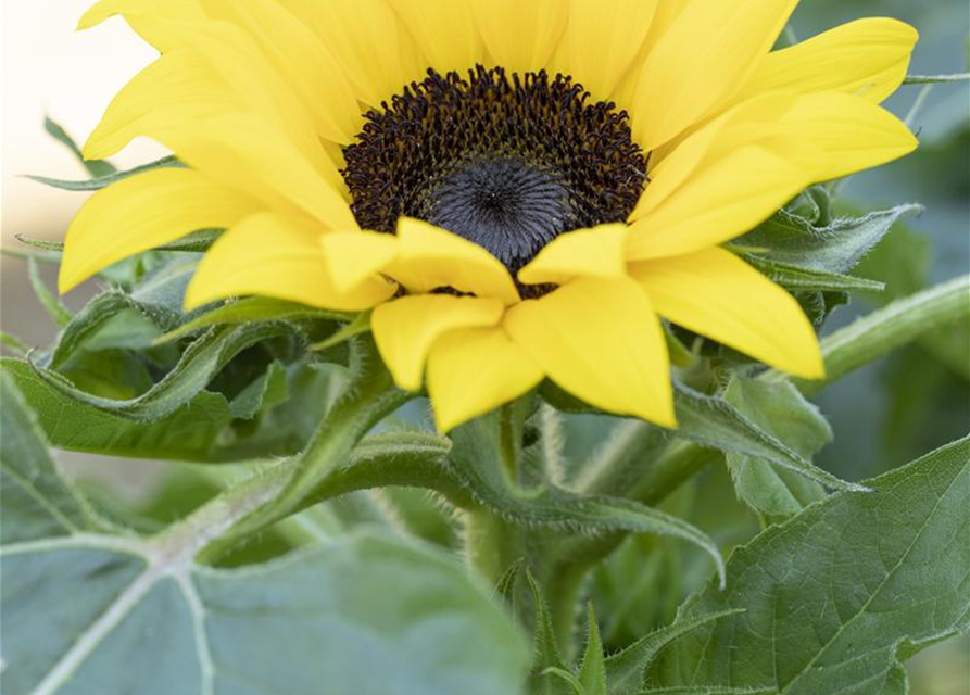 Sonnenblumennsamen 'Eversun'