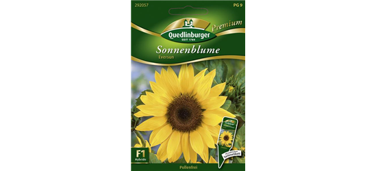 Sonnenblumennsamen 'Eversun'