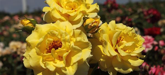 Strauchrose 'Lichtkönigin Lucia'®