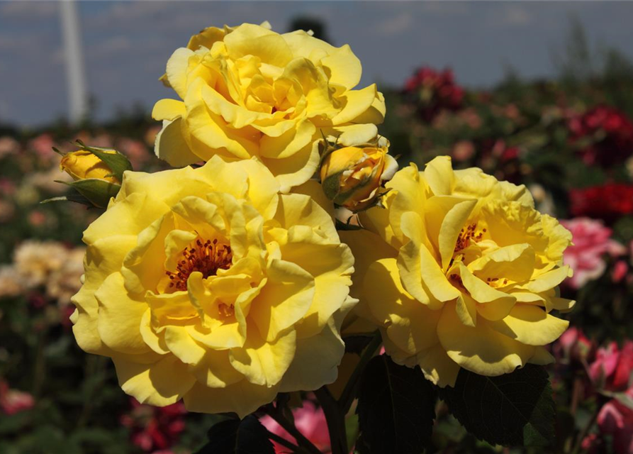 Strauchrose 'Lichtkönigin Lucia'®