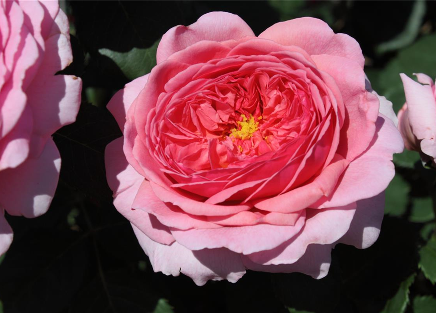 Strauchrose 'Princess Alexandra of Kent'