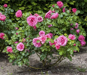 DER OKTOBER - PFLANZZEIT FÜR ROSEN