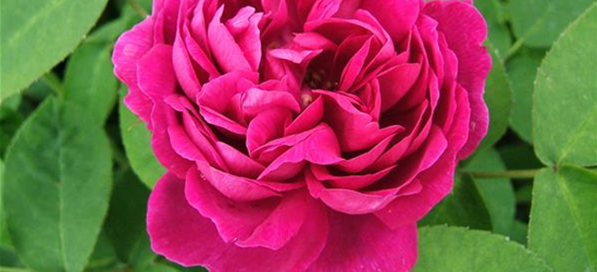 Strauchrose 'Rose de Resht'