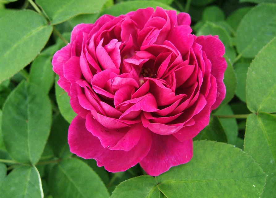 Strauchrose 'Rose de Resht'