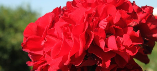 Strauchrose 'Roter Korsar'®