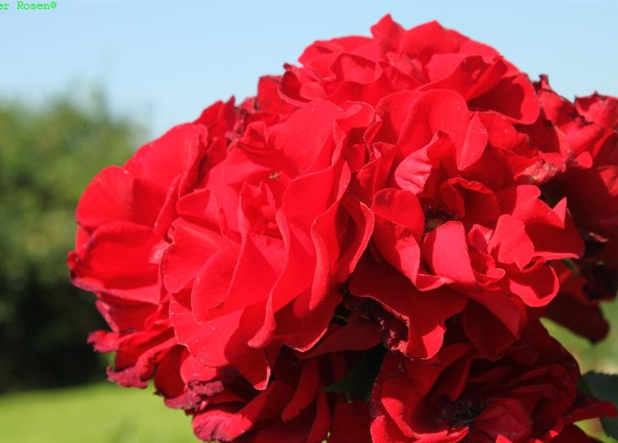 Strauchrose 'Roter Korsar'®