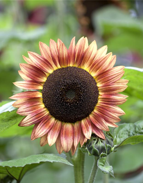 Sonnenblumensamen 'Magic Roundabout F1'