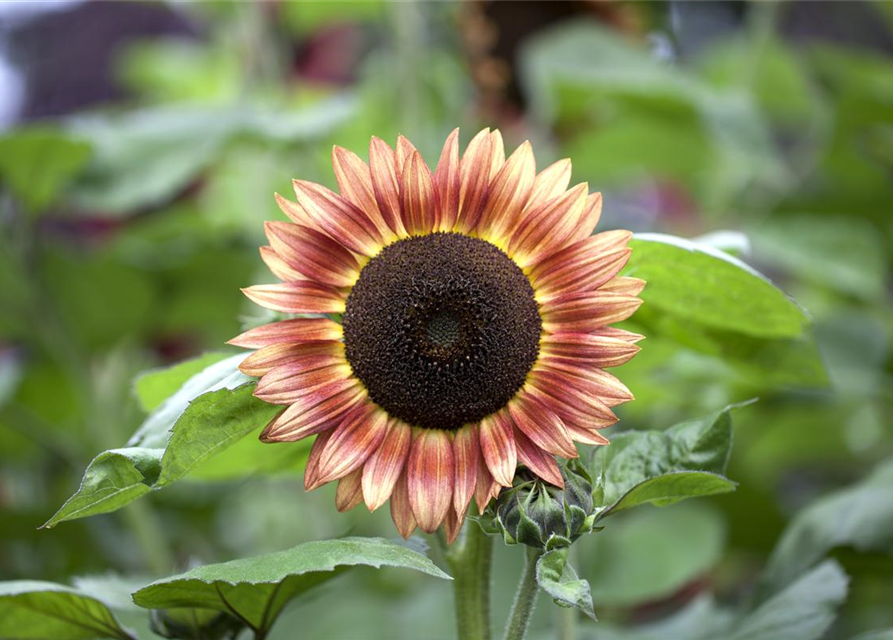 Sonnenblumensamen 'Magic Roundabout F1'