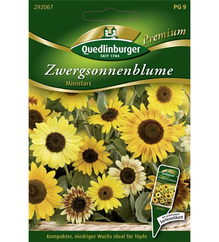 Sonnenblumensamen 'Ministars'