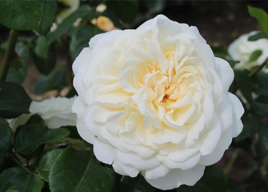 Strauchrose 'Tranquillity'®