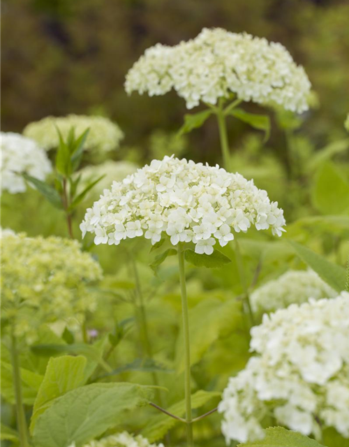 Strauch-Hortensie