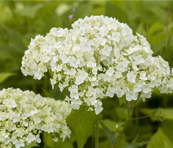 Hortensien für Garten und Balkon – ein tolles Blütenspiel