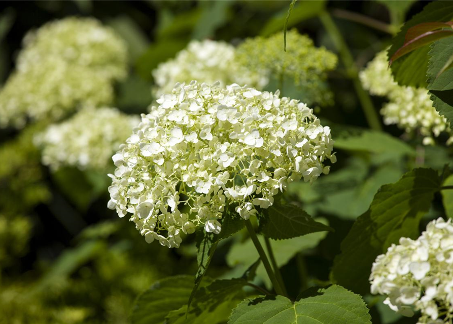 Strauch-Hortensie