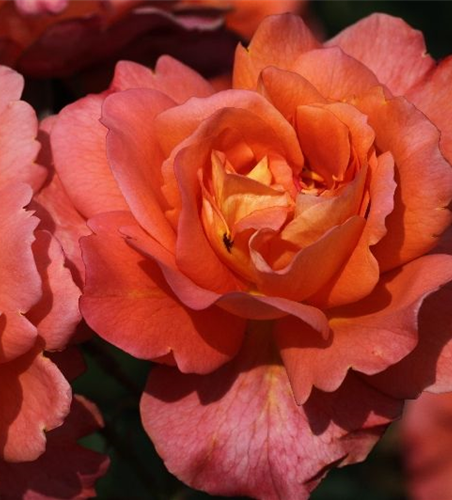 Strauchrose 'Westerland'®