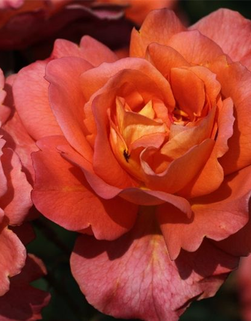 Strauchrose 'Westerland'®