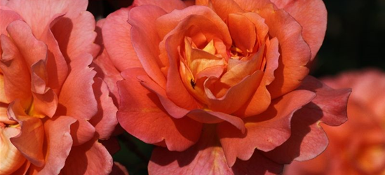 Strauchrose 'Westerland'®