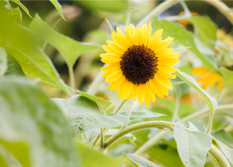 Sonnenblumensamen 'Sunbright'