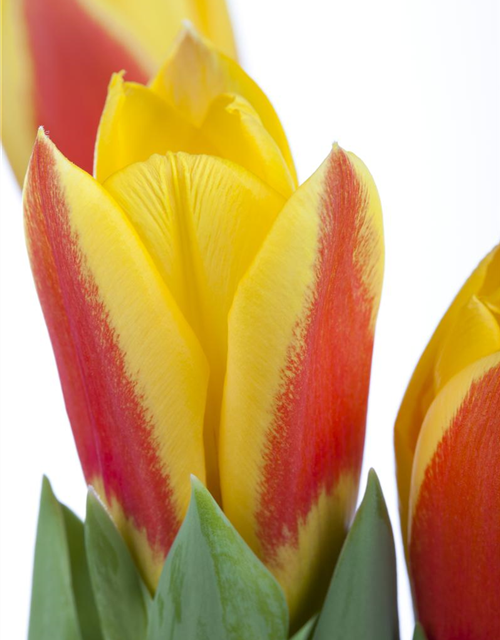 Tulpe 'Stresa'