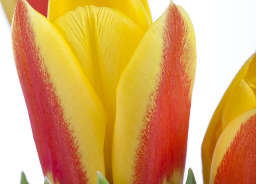 Tulpe 'Stresa'