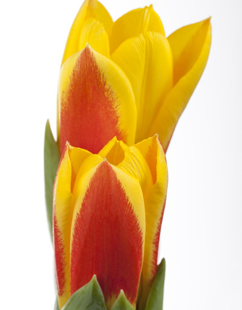 Tulpe 'Stresa'