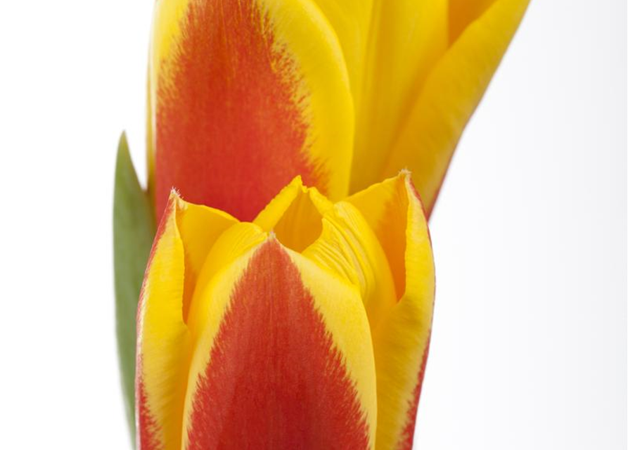 Tulpe 'Stresa'