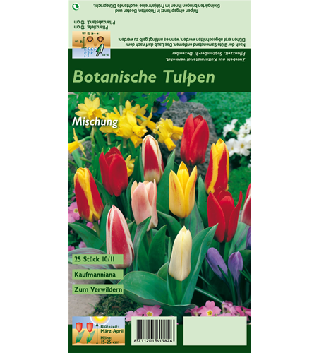 Seerosen-Tulpe