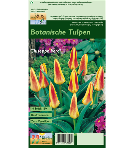 Seerosen-Tulpe 'Giuseppe Verdi'