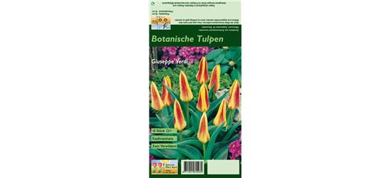 Seerosen-Tulpe 'Giuseppe Verdi'