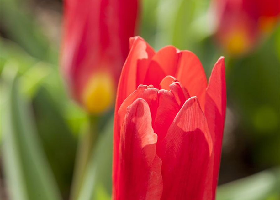 Seerosen-Tulpe 'Scarlet Baby'