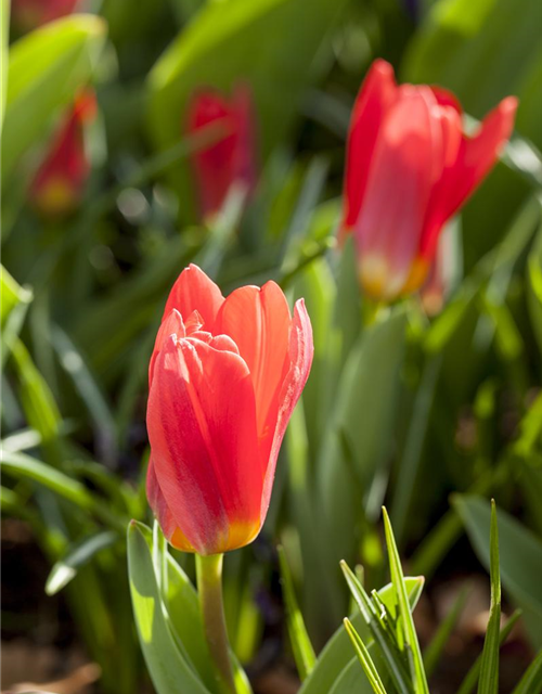 Seerosen-Tulpe 'Scarlet Baby'