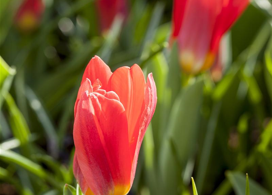 Seerosen-Tulpe 'Scarlet Baby'