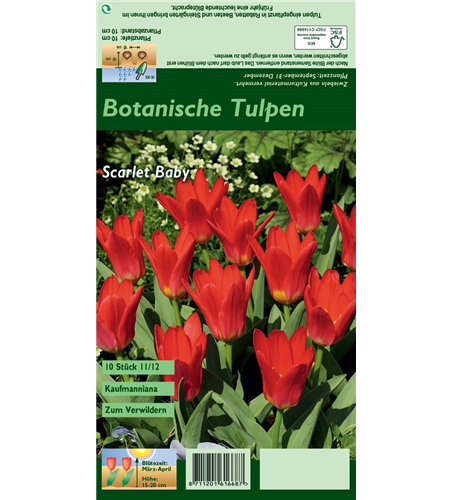 Seerosen-Tulpe 'Scarlet Baby'