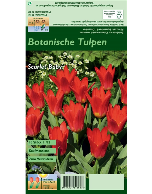 Seerosen-Tulpe 'Scarlet Baby'