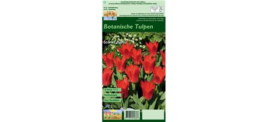 Seerosen-Tulpe 'Scarlet Baby'