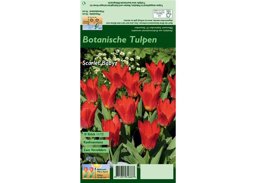 Seerosen-Tulpe 'Scarlet Baby'