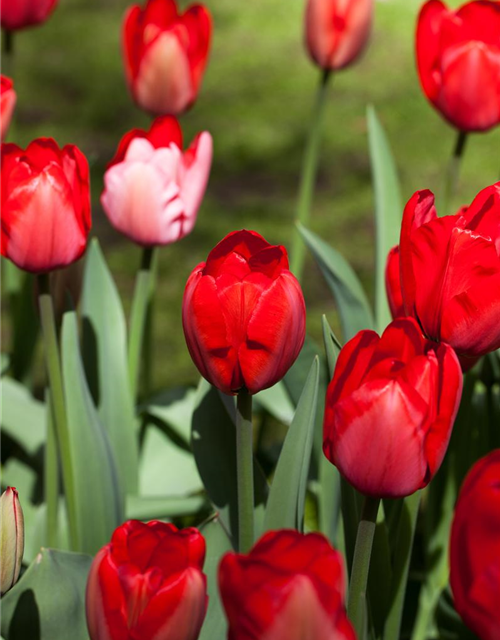 Tulpe 'Red Impression'