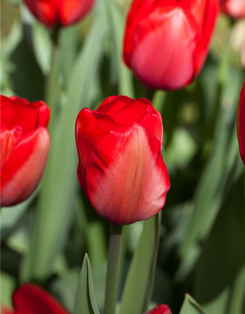 Tulpe 'Red Impression'